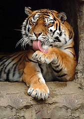 Фото тигров