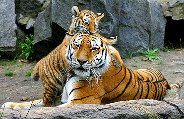 Фото тигров